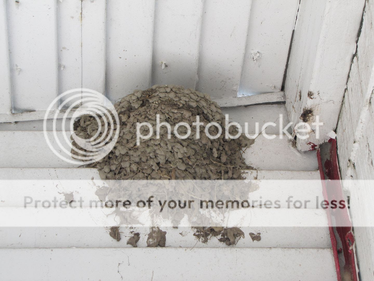  photo finishednest_zps706cce6e.jpg