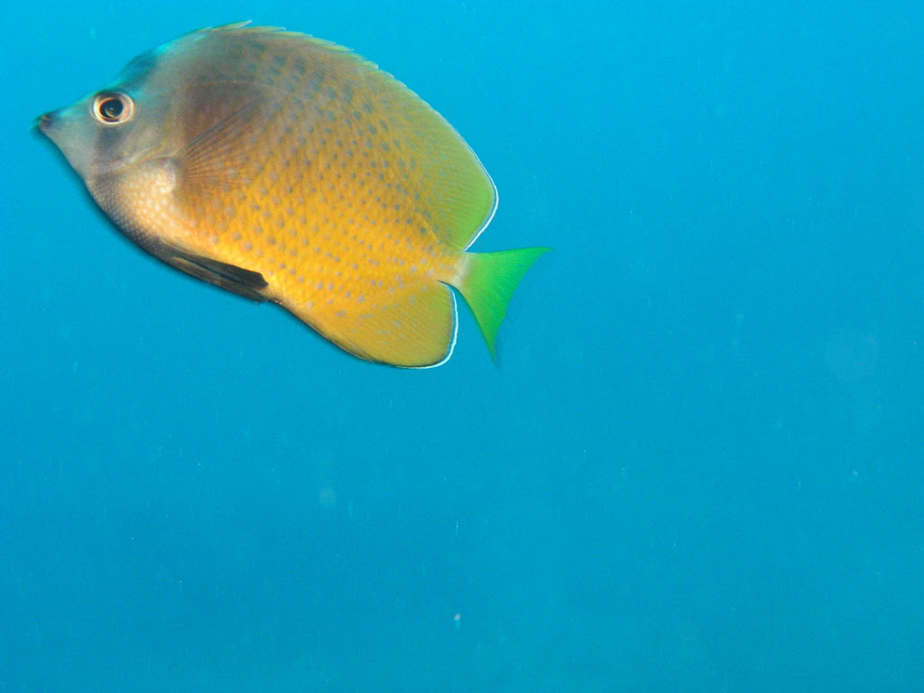 ハワイ オアフ島 ファンダイブ マヒ Zx Diving