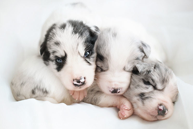 Puppies-8