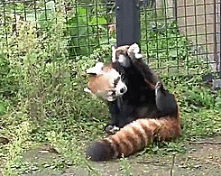 I Made A Gif From The Red Panda Baby Plays With Mommy Video Redpandas