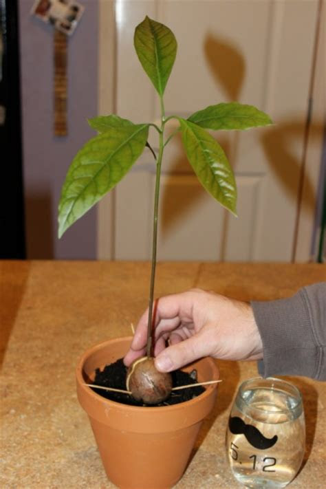 Check out the best in growing plants with articles like how to care for a money tree, how to care for a pothos plant, & more! Growing an Avocado from a Pit | ThriftyFun