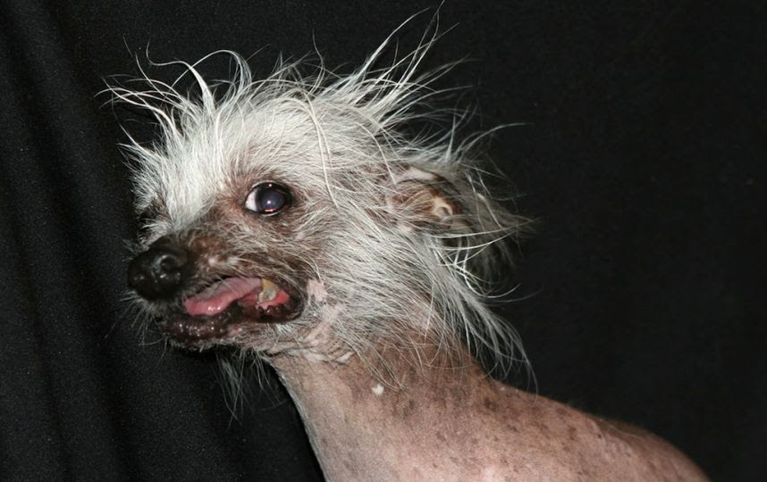 Voici le chien le plus moche du monde LeBabi net Abidjan Voici le chien le plus moche du monde LeBabi net Abidjan