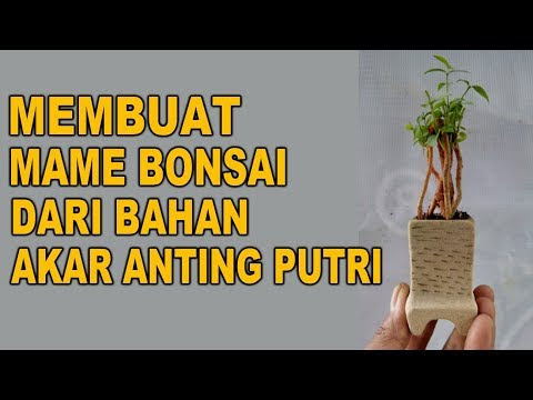 VIDEO : membuat mame bonsai dari bahan akar anting putri - fb: yudi (animasi) https://web.facebook.com/yudi.anima grup fb: tanaman hias mini https://web.facebook.com/groups/12364 utk ...
