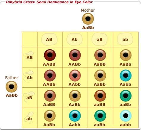 Vision source provides a downloadable eye chart along with instructions for how to conduct a vision test. 4gb1learnreswebch11