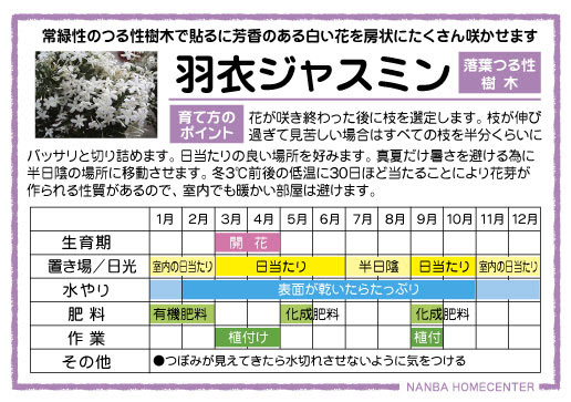ハゴロモジャスミン ナンバホームセンター