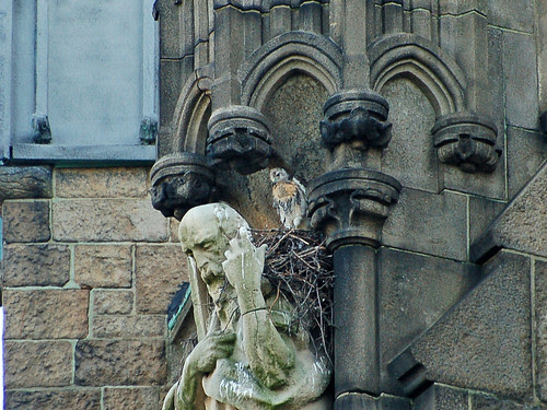Curious Red-Tail Nestling