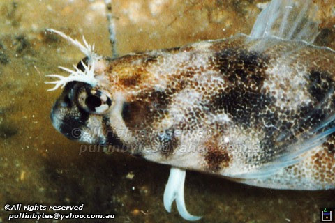 Tasmanian Blenny - Parablennius tasmanianus