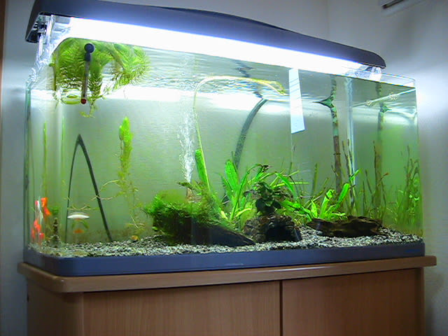 メイン水槽 90cm タマネギ金魚園