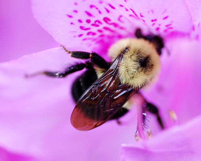 Bee on flower