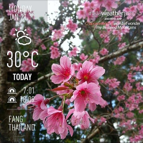 ดอยอ่างขาง