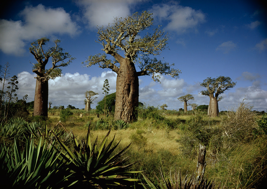 Pokok Baobab 