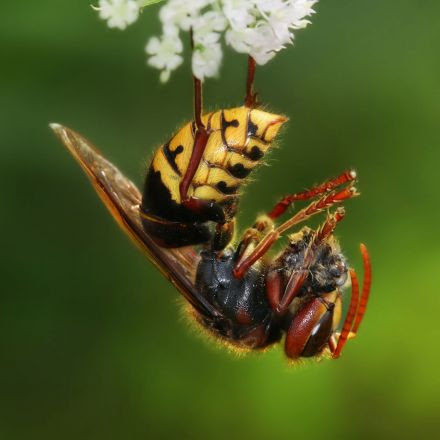 Why all civilised people should love wasps