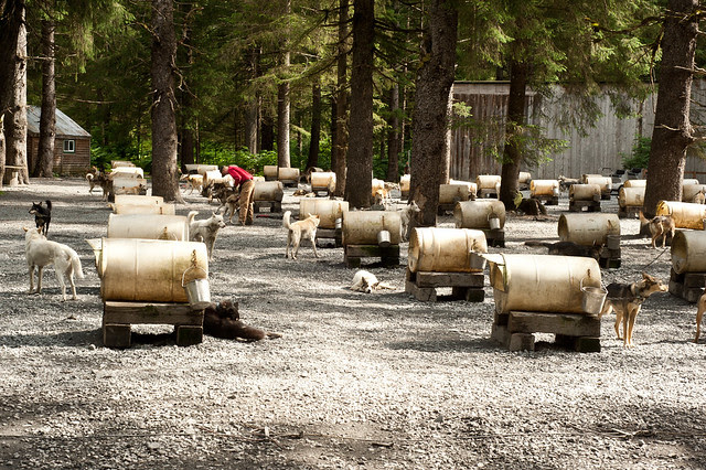 Alaska77 (1 of 1)