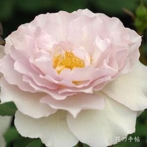 バラ ニューウェーブ Rose New Wave ハイブリットティ 2500品種の薔薇を作出者 交配親などのデータと美しい写真で紹介する花の手帖のwebバラ図鑑