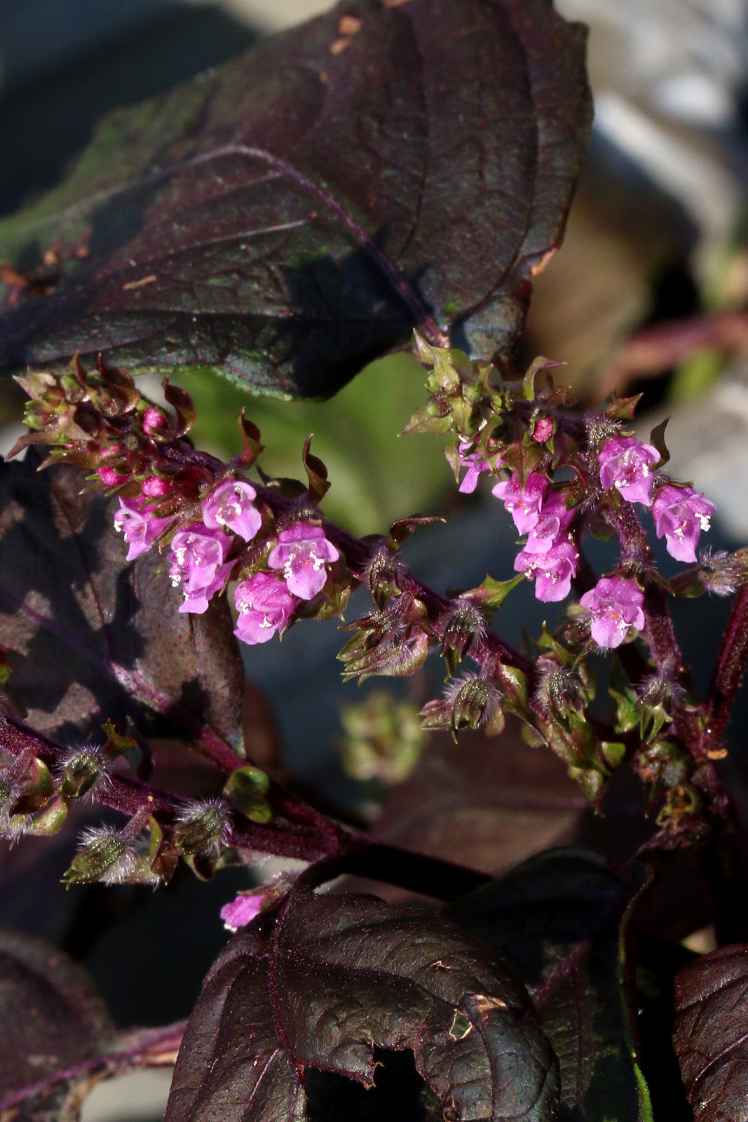 お花の写真集 アカジソ 赤紫蘇
