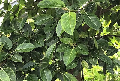 観葉植物で定番のゴムの木の種類 福樹園