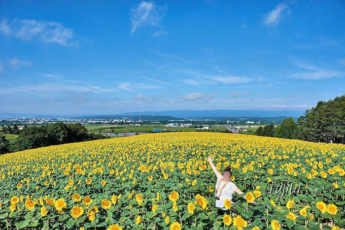 Sns映え抜群 500万本のひまわり畑で いいね が貰える写真撮影 北海道名寄市 北海道 トラベルjp 旅行ガイド