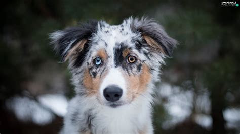 Hazel eyes are a mix of brown and green. color eyes australian shepherd muzzle puppy animals wallpapers