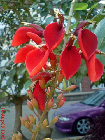 http://jepretanhape.files.wordpress.com/2009/09/bunga-dadap-merah-15.jpg