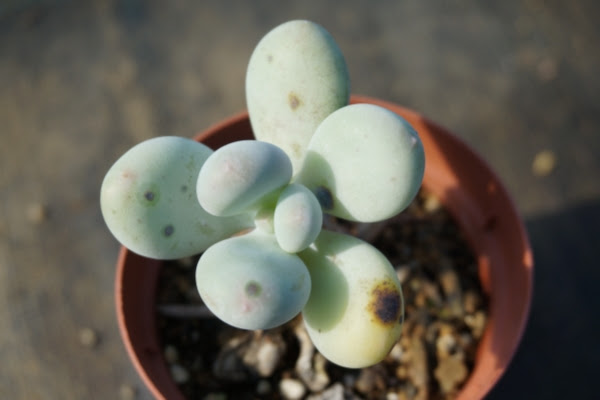 多肉植物の育て方総合