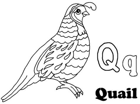  quail coloring pages for preschool bird coloring pages coloring