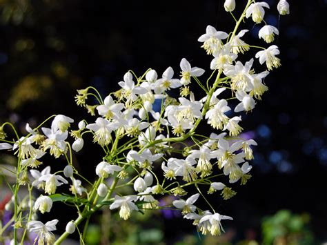 thalictrum delavayi album seed