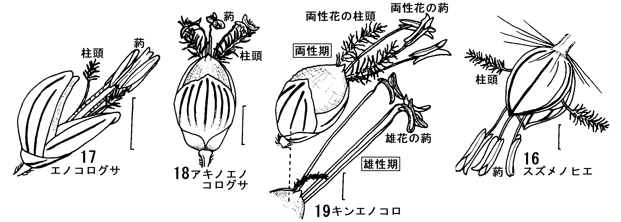 イネ科受粉