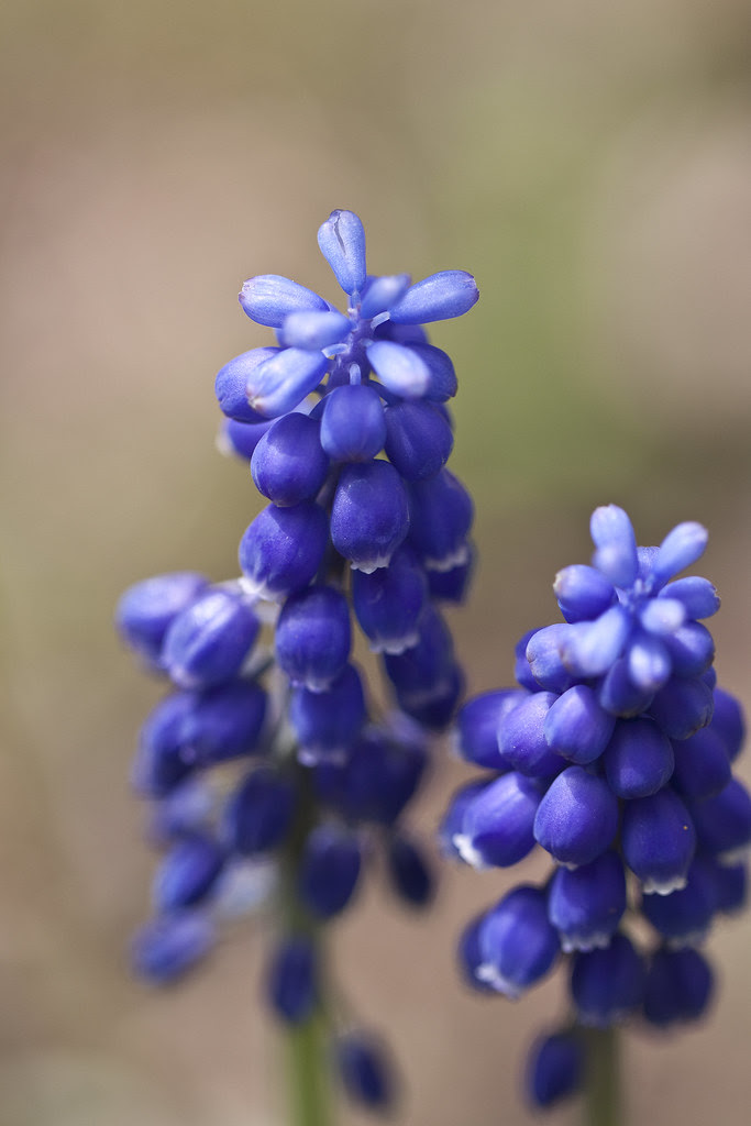 grape hyacinth