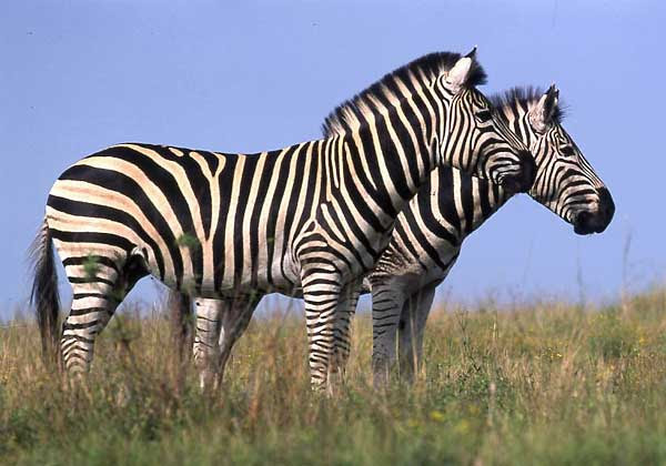 Zebra pair standing sideon Caption Zebra pair Equus quagga standing Zebra pair standing sideon Caption Zebra pair Equus quagga standing