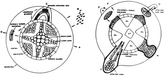 Animal cell organelles and animal cell undergoing mitosis. Animal cell organelles and