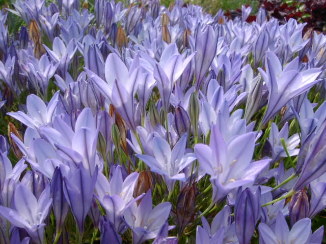 ブローディアの花 Happy Days