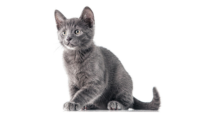 猫のしっぽでキモチが分かる まとめて解説