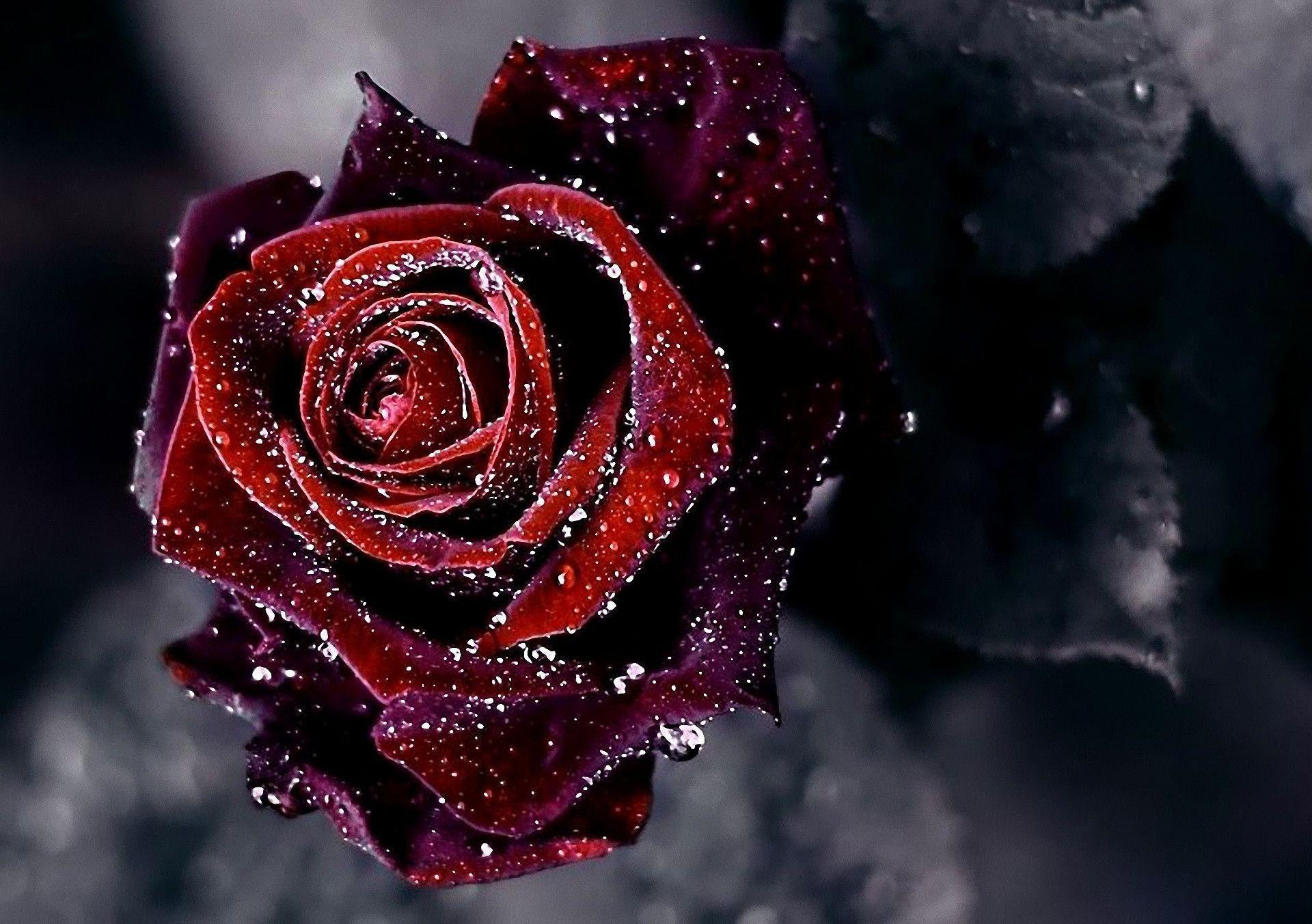 Blue Rose Wallpapers HD Pictures | One HD Wallpaper ...