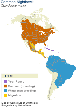 Common Nighthawk Range Map