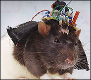 SUNY's Robo-rat (photo by Catherine Chalmers in NYTimes)