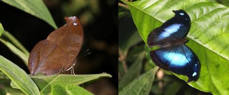 Por: Learn about butterflies