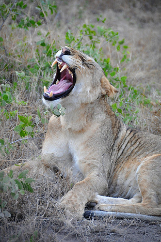 LionYawn