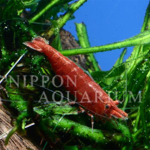 レッドチェリーシュリンプ 飼育方法 飼い方 餌 水温 混泳などについて 熱帯魚図鑑 熱帯魚の飼育 混泳 繁殖 病気など