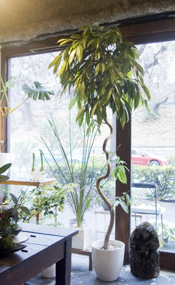 フィカス アムステルダムキング Collection コレクション Neo Green ネオグリーン