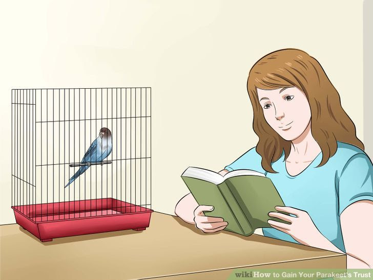 Gain Your Parakeet's Trust Step 3 Version 2.jpg