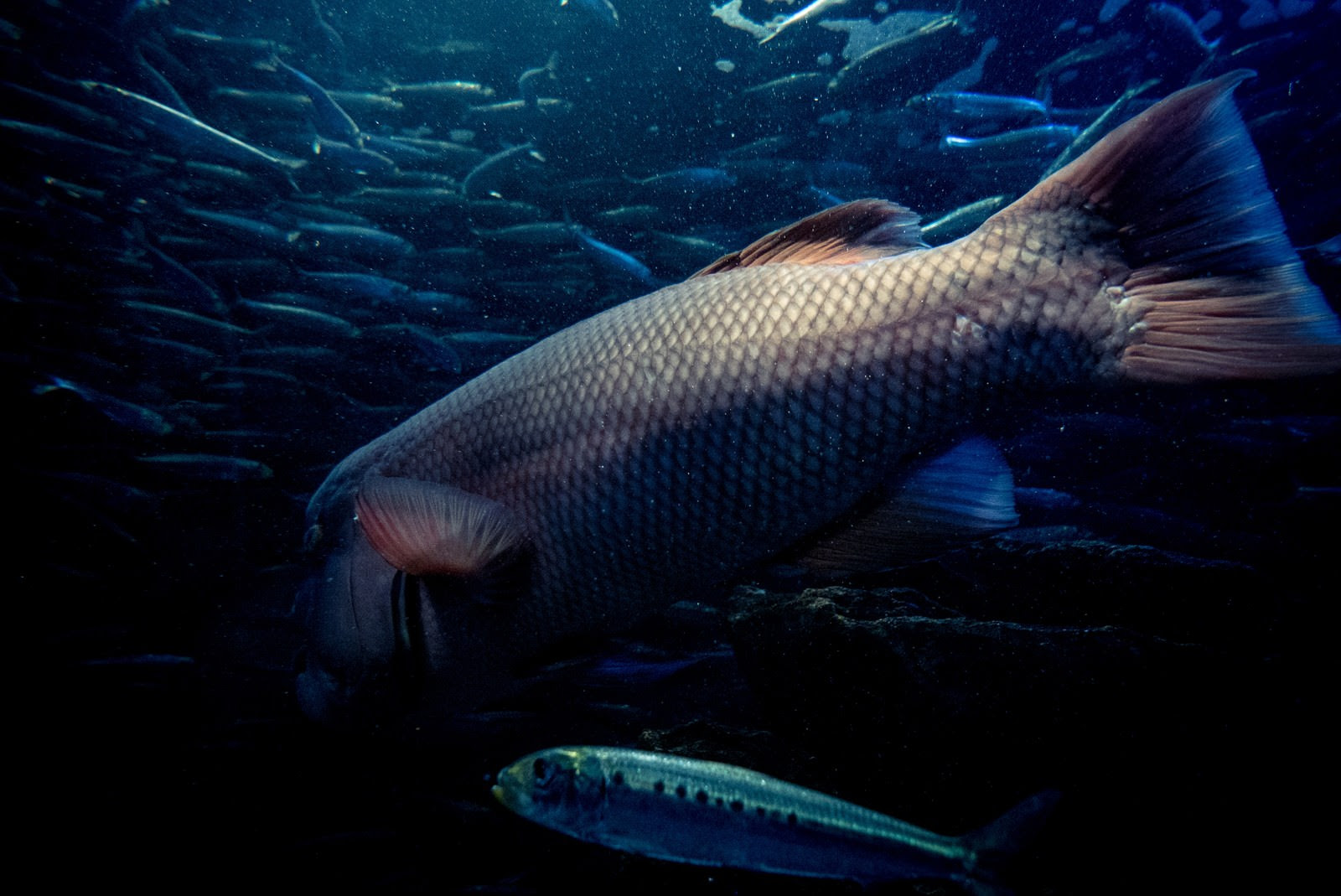 魚の画像 原寸画像検索