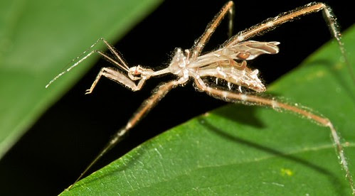 kissing bug bite symptoms. ug bites , tiger beetles