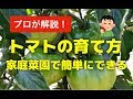 無料ダウンロード 野菜 の 育て 方 プランター 117644-野菜の育て方 プランター 土