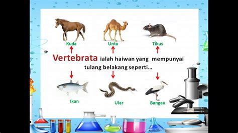 sains   haiwan vertebrata  invertebrata youtube