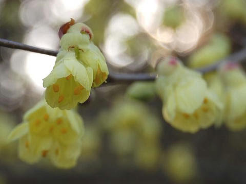 日向水木 ヒュウガミズキ 華凛の花言葉