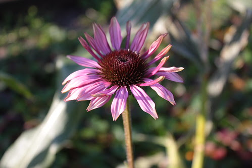 December coneflower