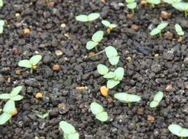 ふうりんそう 風鈴草