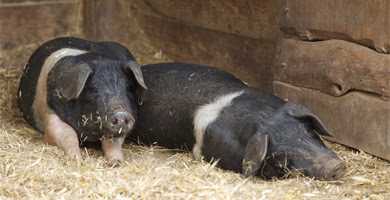 Pigs