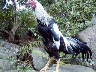 ９ 軍鶏天然記念物指定年月日 昭和１６年８月１日主たる生息地 ー 東京都 千葉県 茨城県 青森県 秋田県 高知県内種 ー 赤笹種 黄笹種 白笹種 猩々種 油種 碁石種 白色種 黒色種 三色碁石種 ダイギリ種 ９ 軍鶏 大軍鶏 猩々種 大軍鶏種