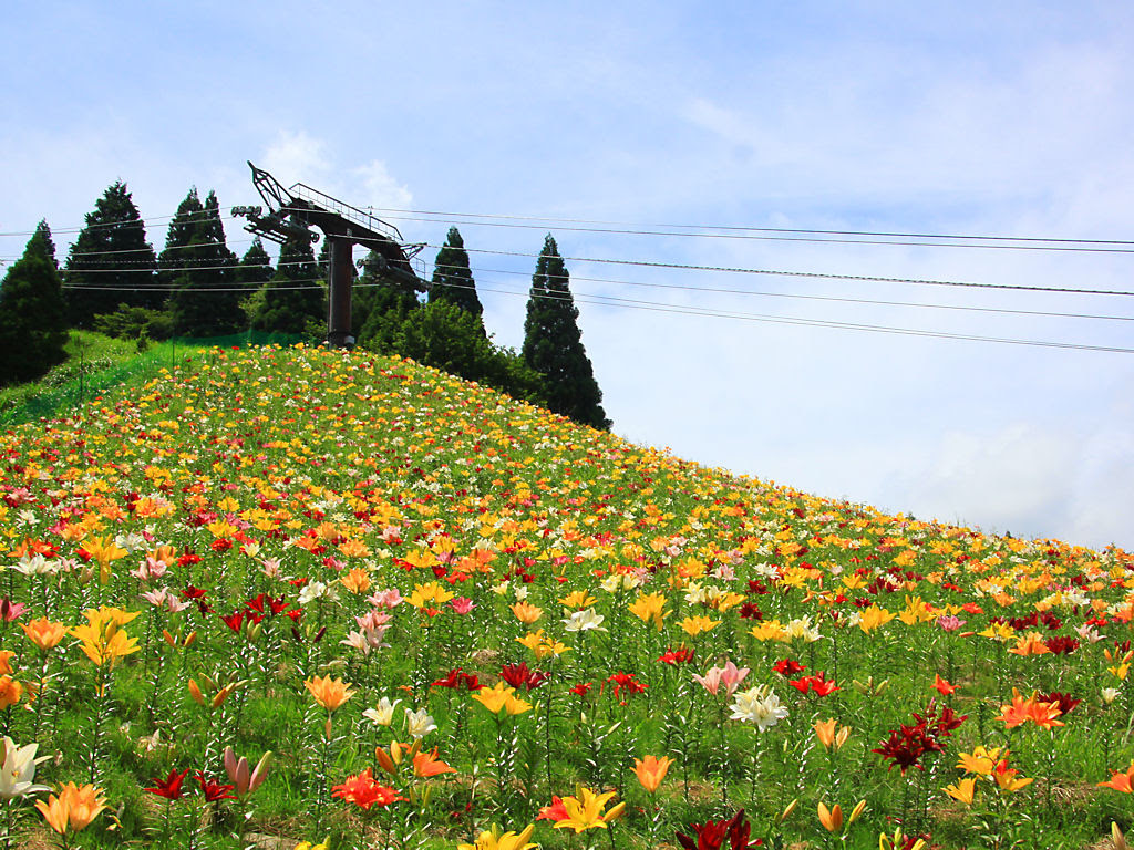 ゆりの壁紙 高画質写真 ちくさ高原ゆり園 ちくさ高原ネイチャーランドゆりの花畑